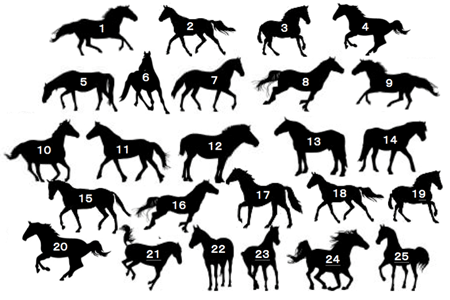 25頭の馬